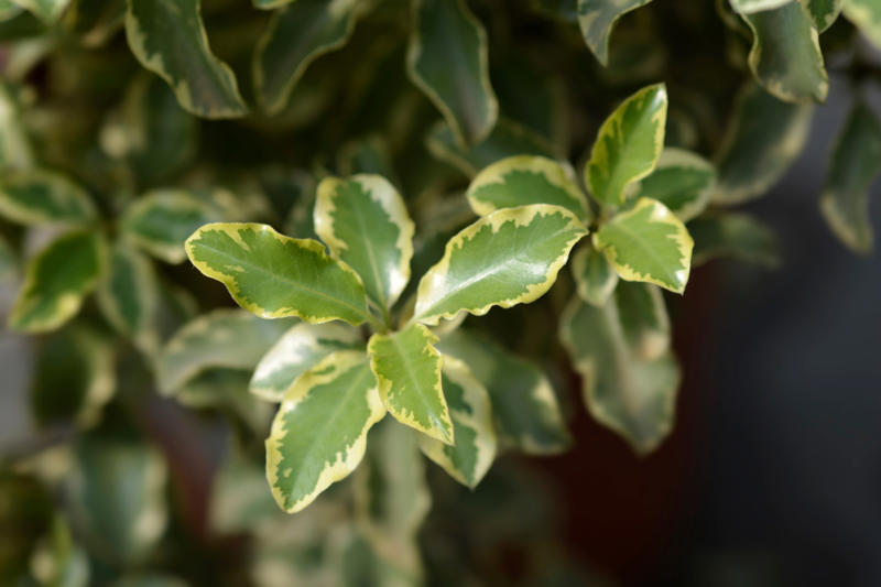 Silver queen Shade-loving plants that don’t need much light, ZZ plant, Chinese evergreen, Dracaena, Cast-iron-plant, Monstera, Silver queen, Parlor palm, Weeping fig tree, Panda plant, Staghorn fern, Dragon tree, Snake plant, Peacock plant, Sword fern, Japanese sago palm, Peace lily, Prayer plant, Elephant’s ear, Dumb cane, Creeping fig, Maidenhair fern, Lucky bamboo, English ivy, Rattlesnake plant, Bromeliad, Spider plant, Peperomia, Philodendron, Bird’s nest fern, Umbrella palm