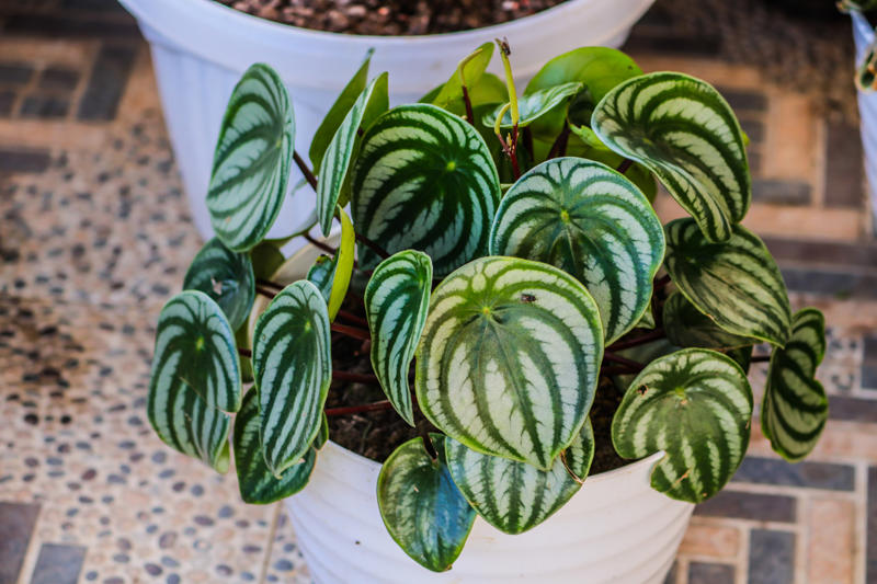Peperomia Shade-loving plants that don’t need much light, ZZ plant, Chinese evergreen, Dracaena, Cast-iron-plant, Monstera, Silver queen, Parlor palm, Weeping fig tree, Panda plant, Staghorn fern, Dragon tree, Snake plant, Peacock plant, Sword fern, Japanese sago palm, Peace lily, Prayer plant, Elephant’s ear, Dumb cane, Creeping fig, Maidenhair fern, Lucky bamboo, English ivy, Rattlesnake plant, Bromeliad, Spider plant, Peperomia, Philodendron, Bird’s nest fern, Umbrella palm