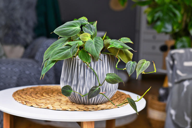 Philodendron Shade-loving plants that don’t need much light, ZZ plant, Chinese evergreen, Dracaena, Cast-iron-plant, Monstera, Silver queen, Parlor palm, Weeping fig tree, Panda plant, Staghorn fern, Dragon tree, Snake plant, Peacock plant, Sword fern, Japanese sago palm, Peace lily, Prayer plant, Elephant’s ear, Dumb cane, Creeping fig, Maidenhair fern, Lucky bamboo, English ivy, Rattlesnake plant, Bromeliad, Spider plant, Peperomia, Philodendron, Bird’s nest fern, Umbrella palm