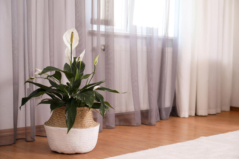Peace lily Shade-loving plants that don’t need much light, ZZ plant, Chinese evergreen, Dracaena, Cast-iron-plant, Monstera, Silver queen, Parlor palm, Weeping fig tree, Panda plant, Staghorn fern, Dragon tree, Snake plant, Peacock plant, Sword fern, Japanese sago palm, Peace lily, Prayer plant, Elephant’s ear, Dumb cane, Creeping fig, Maidenhair fern, Lucky bamboo, English ivy, Rattlesnake plant, Bromeliad, Spider plant, Peperomia, Philodendron, Bird’s nest fern, Umbrella palm