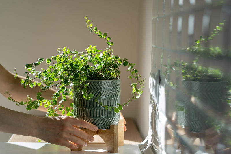Creeping fig Shade-loving plants that don’t need much light, ZZ plant, Chinese evergreen, Dracaena, Cast-iron-plant, Monstera, Silver queen, Parlor palm, Weeping fig tree, Panda plant, Staghorn fern, Dragon tree, Snake plant, Peacock plant, Sword fern, Japanese sago palm, Peace lily, Prayer plant, Elephant’s ear, Dumb cane, Creeping fig, Maidenhair fern, Lucky bamboo, English ivy, Rattlesnake plant, Bromeliad, Spider plant, Peperomia, Philodendron, Bird’s nest fern, Umbrella palm