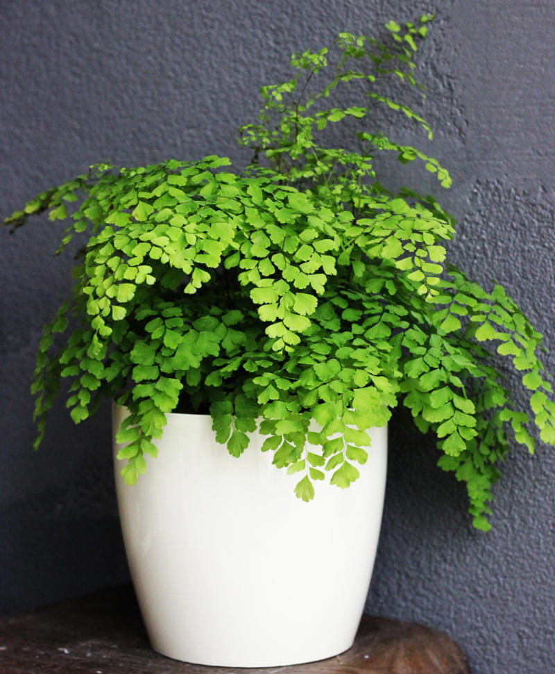 Maidenhair fern Shade-loving plants that don’t need much light, ZZ plant, Chinese evergreen, Dracaena, Cast-iron-plant, Monstera, Silver queen, Parlor palm, Weeping fig tree, Panda plant, Staghorn fern, Dragon tree, Snake plant, Peacock plant, Sword fern, Japanese sago palm, Peace lily, Prayer plant, Elephant’s ear, Dumb cane, Creeping fig, Maidenhair fern, Lucky bamboo, English ivy, Rattlesnake plant, Bromeliad, Spider plant, Peperomia, Philodendron, Bird’s nest fern, Umbrella palm