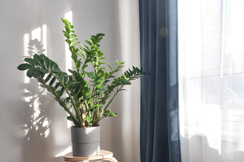 ZZ plant Shade-loving plants that don’t need much light, ZZ plant, Chinese evergreen, Dracaena, Cast-iron-plant, Monstera, Silver queen, Parlor palm, Weeping fig tree, Panda plant, Staghorn fern, Dragon tree, Snake plant, Peacock plant, Sword fern, Japanese sago palm, Peace lily, Prayer plant, Elephant’s ear, Dumb cane, Creeping fig, Maidenhair fern, Lucky bamboo, English ivy, Rattlesnake plant, Bromeliad, Spider plant, Peperomia, Philodendron, Bird’s nest fern, Umbrella palm