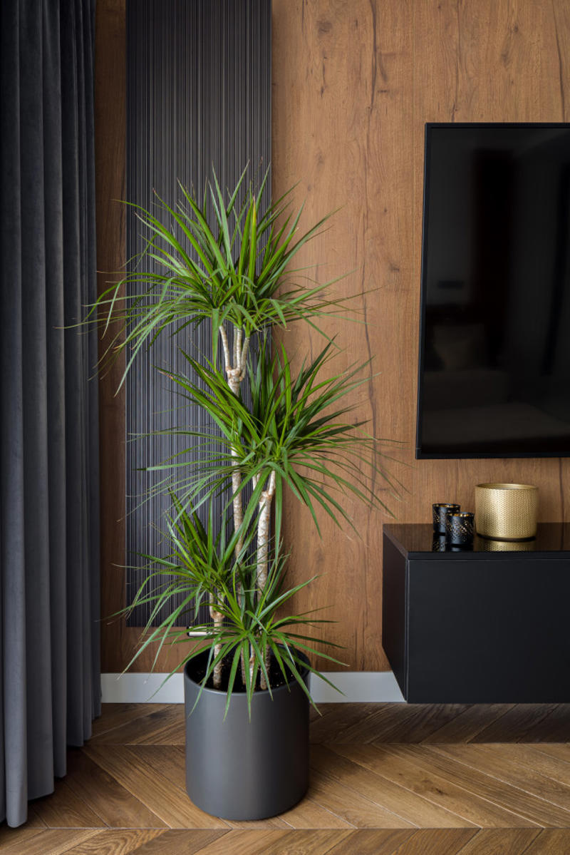 Dracaena Shade-loving plants that don’t need much light, ZZ plant, Chinese evergreen, Dracaena, Cast-iron-plant, Monstera, Silver queen, Parlor palm, Weeping fig tree, Panda plant, Staghorn fern, Dragon tree, Snake plant, Peacock plant, Sword fern, Japanese sago palm, Peace lily, Prayer plant, Elephant’s ear, Dumb cane, Creeping fig, Maidenhair fern, Lucky bamboo, English ivy, Rattlesnake plant, Bromeliad, Spider plant, Peperomia, Philodendron, Bird’s nest fern, Umbrella palm