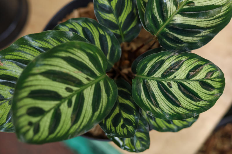 Peacock plant Shade-loving plants that don’t need much light, ZZ plant, Chinese evergreen, Dracaena, Cast-iron-plant, Monstera, Silver queen, Parlor palm, Weeping fig tree, Panda plant, Staghorn fern, Dragon tree, Snake plant, Peacock plant, Sword fern, Japanese sago palm, Peace lily, Prayer plant, Elephant’s ear, Dumb cane, Creeping fig, Maidenhair fern, Lucky bamboo, English ivy, Rattlesnake plant, Bromeliad, Spider plant, Peperomia, Philodendron, Bird’s nest fern, Umbrella palm