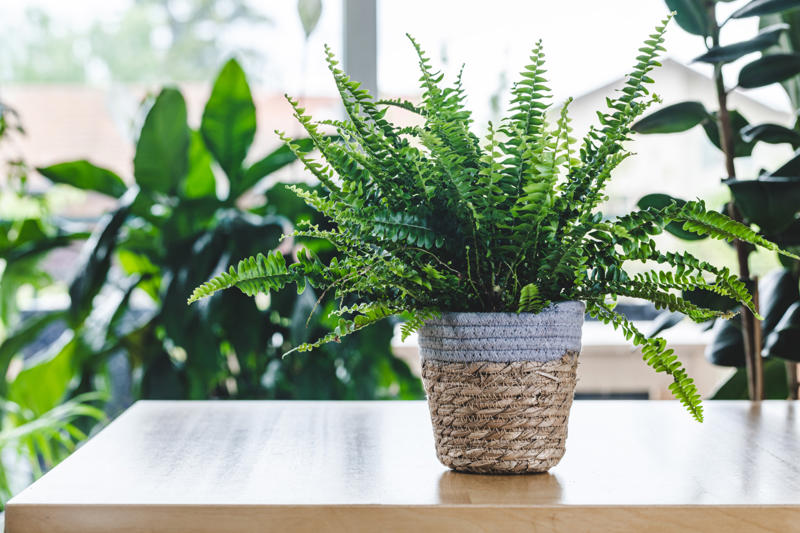 Sword fern Shade-loving plants that don’t need much light, ZZ plant, Chinese evergreen, Dracaena, Cast-iron-plant, Monstera, Silver queen, Parlor palm, Weeping fig tree, Panda plant, Staghorn fern, Dragon tree, Snake plant, Peacock plant, Sword fern, Japanese sago palm, Peace lily, Prayer plant, Elephant’s ear, Dumb cane, Creeping fig, Maidenhair fern, Lucky bamboo, English ivy, Rattlesnake plant, Bromeliad, Spider plant, Peperomia, Philodendron, Bird’s nest fern, Umbrella palm