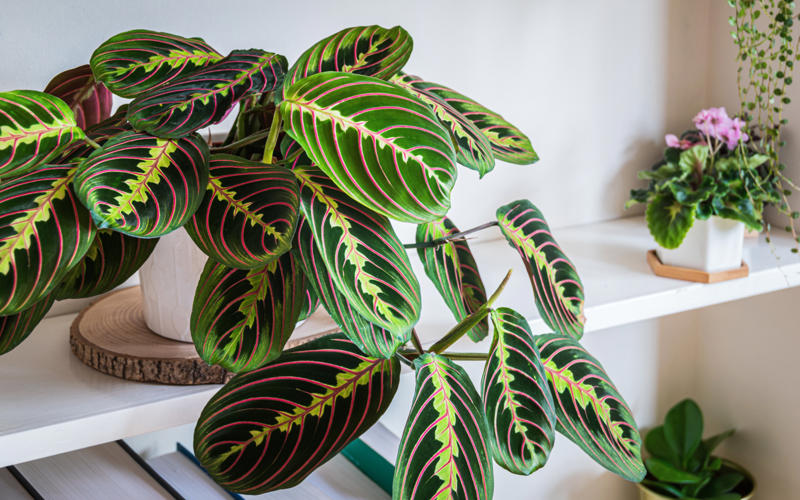 Prayer plant Shade-loving plants that don’t need much light, ZZ plant, Chinese evergreen, Dracaena, Cast-iron-plant, Monstera, Silver queen, Parlor palm, Weeping fig tree, Panda plant, Staghorn fern, Dragon tree, Snake plant, Peacock plant, Sword fern, Japanese sago palm, Peace lily, Prayer plant, Elephant’s ear, Dumb cane, Creeping fig, Maidenhair fern, Lucky bamboo, English ivy, Rattlesnake plant, Bromeliad, Spider plant, Peperomia, Philodendron, Bird’s nest fern, Umbrella palm