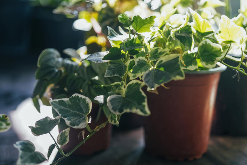 English ivy Shade-loving plants that don’t need much light, ZZ plant, Chinese evergreen, Dracaena, Cast-iron-plant, Monstera, Silver queen, Parlor palm, Weeping fig tree, Panda plant, Staghorn fern, Dragon tree, Snake plant, Peacock plant, Sword fern, Japanese sago palm, Peace lily, Prayer plant, Elephant’s ear, Dumb cane, Creeping fig, Maidenhair fern, Lucky bamboo, English ivy, Rattlesnake plant, Bromeliad, Spider plant, Peperomia, Philodendron, Bird’s nest fern, Umbrella palm