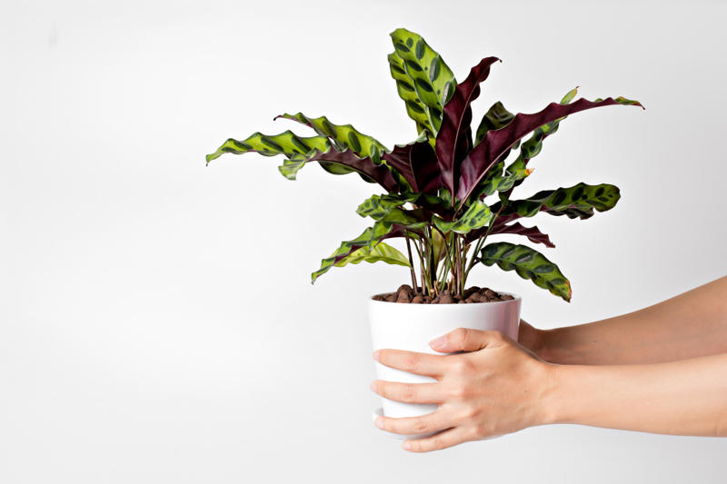 Rattlesnake plant Shade-loving plants that don’t need much light, ZZ plant, Chinese evergreen, Dracaena, Cast-iron-plant, Monstera, Silver queen, Parlor palm, Weeping fig tree, Panda plant, Staghorn fern, Dragon tree, Snake plant, Peacock plant, Sword fern, Japanese sago palm, Peace lily, Prayer plant, Elephant’s ear, Dumb cane, Creeping fig, Maidenhair fern, Lucky bamboo, English ivy, Rattlesnake plant, Bromeliad, Spider plant, Peperomia, Philodendron, Bird’s nest fern, Umbrella palm