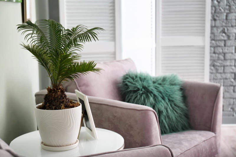 Japanese sago palm Shade-loving plants that don’t need much light, ZZ plant, Chinese evergreen, Dracaena, Cast-iron-plant, Monstera, Silver queen, Parlor palm, Weeping fig tree, Panda plant, Staghorn fern, Dragon tree, Snake plant, Peacock plant, Sword fern, Japanese sago palm, Peace lily, Prayer plant, Elephant’s ear, Dumb cane, Creeping fig, Maidenhair fern, Lucky bamboo, English ivy, Rattlesnake plant, Bromeliad, Spider plant, Peperomia, Philodendron, Bird’s nest fern, Umbrella palm