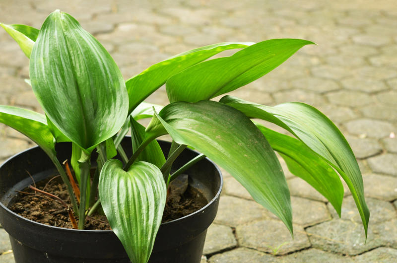 Cast-iron-plant Shade-loving plants that don’t need much light, ZZ plant, Chinese evergreen, Dracaena, Cast-iron-plant, Monstera, Silver queen, Parlor palm, Weeping fig tree, Panda plant, Staghorn fern, Dragon tree, Snake plant, Peacock plant, Sword fern, Japanese sago palm, Peace lily, Prayer plant, Elephant’s ear, Dumb cane, Creeping fig, Maidenhair fern, Lucky bamboo, English ivy, Rattlesnake plant, Bromeliad, Spider plant, Peperomia, Philodendron, Bird’s nest fern, Umbrella palm
