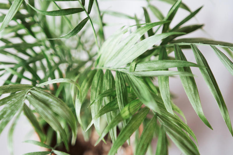 Parlor palm Shade-loving plants that don’t need much light, ZZ plant, Chinese evergreen, Dracaena, Cast-iron-plant, Monstera, Silver queen, Parlor palm, Weeping fig tree, Panda plant, Staghorn fern, Dragon tree, Snake plant, Peacock plant, Sword fern, Japanese sago palm, Peace lily, Prayer plant, Elephant’s ear, Dumb cane, Creeping fig, Maidenhair fern, Lucky bamboo, English ivy, Rattlesnake plant, Bromeliad, Spider plant, Peperomia, Philodendron, Bird’s nest fern, Umbrella palm