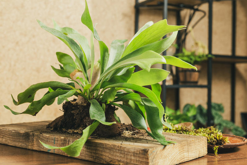 Staghorn fern Shade-loving plants that don’t need much light, ZZ plant, Chinese evergreen, Dracaena, Cast-iron-plant, Monstera, Silver queen, Parlor palm, Weeping fig tree, Panda plant, Staghorn fern, Dragon tree, Snake plant, Peacock plant, Sword fern, Japanese sago palm, Peace lily, Prayer plant, Elephant’s ear, Dumb cane, Creeping fig, Maidenhair fern, Lucky bamboo, English ivy, Rattlesnake plant, Bromeliad, Spider plant, Peperomia, Philodendron, Bird’s nest fern, Umbrella palm