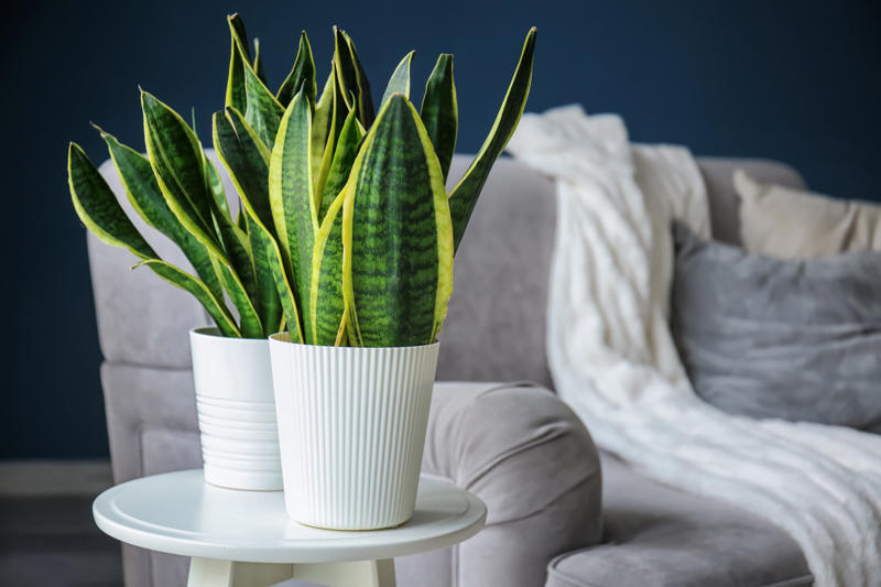 Snake plant Shade-loving plants that don’t need much light, ZZ plant, Chinese evergreen, Dracaena, Cast-iron-plant, Monstera, Silver queen, Parlor palm, Weeping fig tree, Panda plant, Staghorn fern, Dragon tree, Snake plant, Peacock plant, Sword fern, Japanese sago palm, Peace lily, Prayer plant, Elephant’s ear, Dumb cane, Creeping fig, Maidenhair fern, Lucky bamboo, English ivy, Rattlesnake plant, Bromeliad, Spider plant, Peperomia, Philodendron, Bird’s nest fern, Umbrella palm