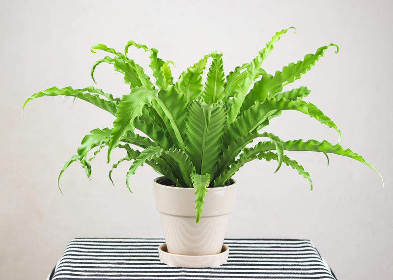 Bird’s nest fern Shade-loving plants that don’t need much light, ZZ plant, Chinese evergreen, Dracaena, Cast-iron-plant, Monstera, Silver queen, Parlor palm, Weeping fig tree, Panda plant, Staghorn fern, Dragon tree, Snake plant, Peacock plant, Sword fern, Japanese sago palm, Peace lily, Prayer plant, Elephant’s ear, Dumb cane, Creeping fig, Maidenhair fern, Lucky bamboo, English ivy, Rattlesnake plant, Bromeliad, Spider plant, Peperomia, Philodendron, Bird’s nest fern, Umbrella palm