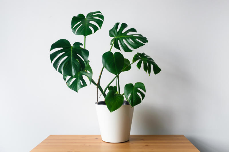 Monstera Shade-loving plants that don’t need much light, ZZ plant, Chinese evergreen, Dracaena, Cast-iron-plant, Monstera, Silver queen, Parlor palm, Weeping fig tree, Panda plant, Staghorn fern, Dragon tree, Snake plant, Peacock plant, Sword fern, Japanese sago palm, Peace lily, Prayer plant, Elephant’s ear, Dumb cane, Creeping fig, Maidenhair fern, Lucky bamboo, English ivy, Rattlesnake plant, Bromeliad, Spider plant, Peperomia, Philodendron, Bird’s nest fern, Umbrella palm