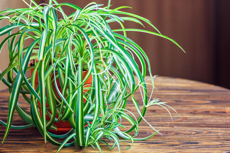 Spider plant Shade-loving plants that don’t need much light, ZZ plant, Chinese evergreen, Dracaena, Cast-iron-plant, Monstera, Silver queen, Parlor palm, Weeping fig tree, Panda plant, Staghorn fern, Dragon tree, Snake plant, Peacock plant, Sword fern, Japanese sago palm, Peace lily, Prayer plant, Elephant’s ear, Dumb cane, Creeping fig, Maidenhair fern, Lucky bamboo, English ivy, Rattlesnake plant, Bromeliad, Spider plant, Peperomia, Philodendron, Bird’s nest fern, Umbrella palm