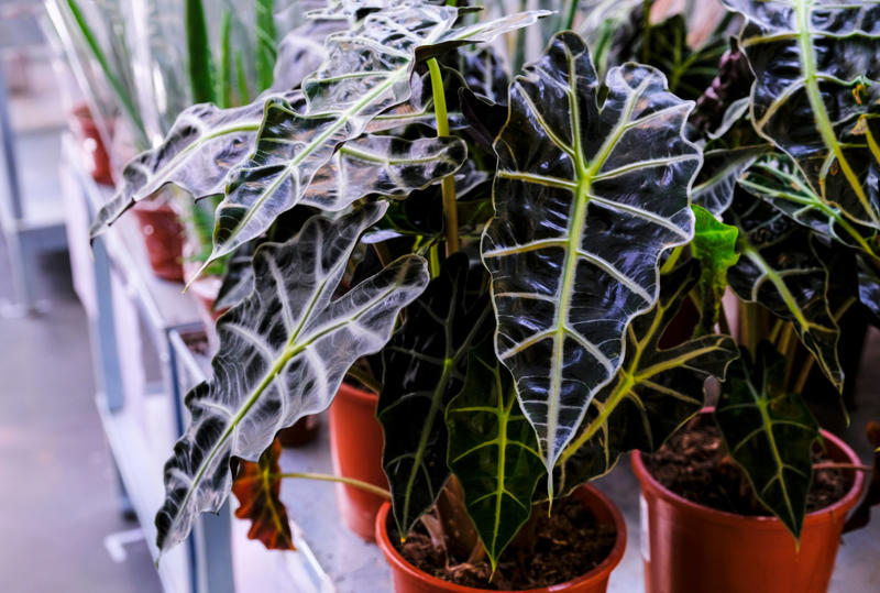 Elephant’s ear Shade-loving plants that don’t need much light, ZZ plant, Chinese evergreen, Dracaena, Cast-iron-plant, Monstera, Silver queen, Parlor palm, Weeping fig tree, Panda plant, Staghorn fern, Dragon tree, Snake plant, Peacock plant, Sword fern, Japanese sago palm, Peace lily, Prayer plant, Elephant’s ear, Dumb cane, Creeping fig, Maidenhair fern, Lucky bamboo, English ivy, Rattlesnake plant, Bromeliad, Spider plant, Peperomia, Philodendron, Bird’s nest fern, Umbrella palm