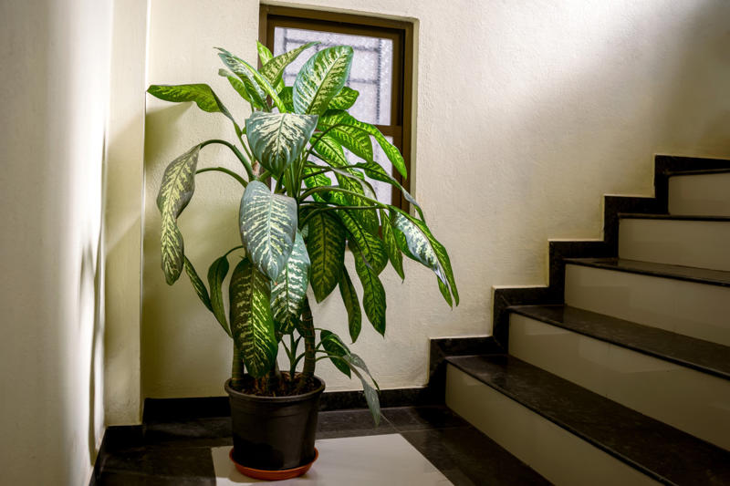 Dumb cane Shade-loving plants that don’t need much light, ZZ plant, Chinese evergreen, Dracaena, Cast-iron-plant, Monstera, Silver queen, Parlor palm, Weeping fig tree, Panda plant, Staghorn fern, Dragon tree, Snake plant, Peacock plant, Sword fern, Japanese sago palm, Peace lily, Prayer plant, Elephant’s ear, Dumb cane, Creeping fig, Maidenhair fern, Lucky bamboo, English ivy, Rattlesnake plant, Bromeliad, Spider plant, Peperomia, Philodendron, Bird’s nest fern, Umbrella palm