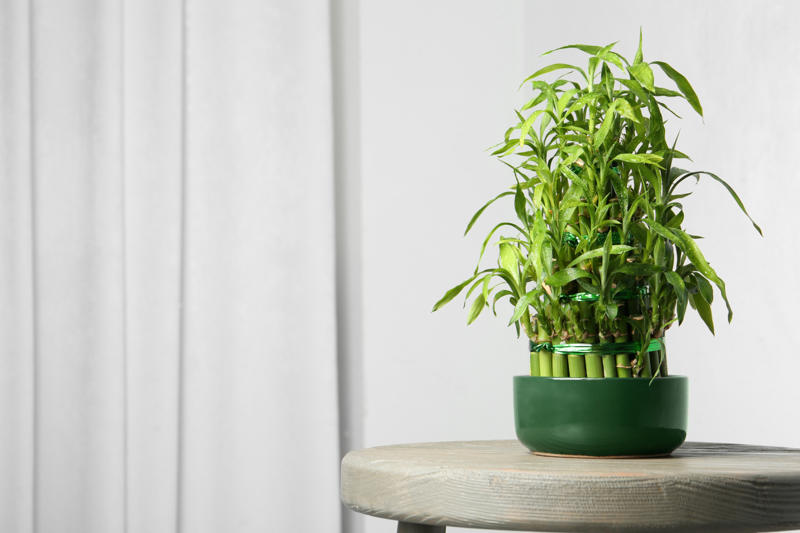Lucky bamboo Shade-loving plants that don’t need much light, ZZ plant, Chinese evergreen, Dracaena, Cast-iron-plant, Monstera, Silver queen, Parlor palm, Weeping fig tree, Panda plant, Staghorn fern, Dragon tree, Snake plant, Peacock plant, Sword fern, Japanese sago palm, Peace lily, Prayer plant, Elephant’s ear, Dumb cane, Creeping fig, Maidenhair fern, Lucky bamboo, English ivy, Rattlesnake plant, Bromeliad, Spider plant, Peperomia, Philodendron, Bird’s nest fern, Umbrella palm
