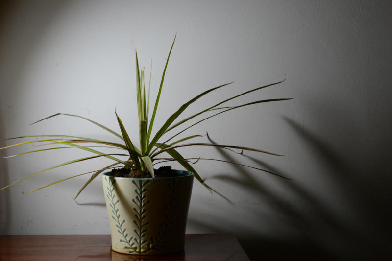 Dragon tree Shade-loving plants that don’t need much light, ZZ plant, Chinese evergreen, Dracaena, Cast-iron-plant, Monstera, Silver queen, Parlor palm, Weeping fig tree, Panda plant, Staghorn fern, Dragon tree, Snake plant, Peacock plant, Sword fern, Japanese sago palm, Peace lily, Prayer plant, Elephant’s ear, Dumb cane, Creeping fig, Maidenhair fern, Lucky bamboo, English ivy, Rattlesnake plant, Bromeliad, Spider plant, Peperomia, Philodendron, Bird’s nest fern, Umbrella palm