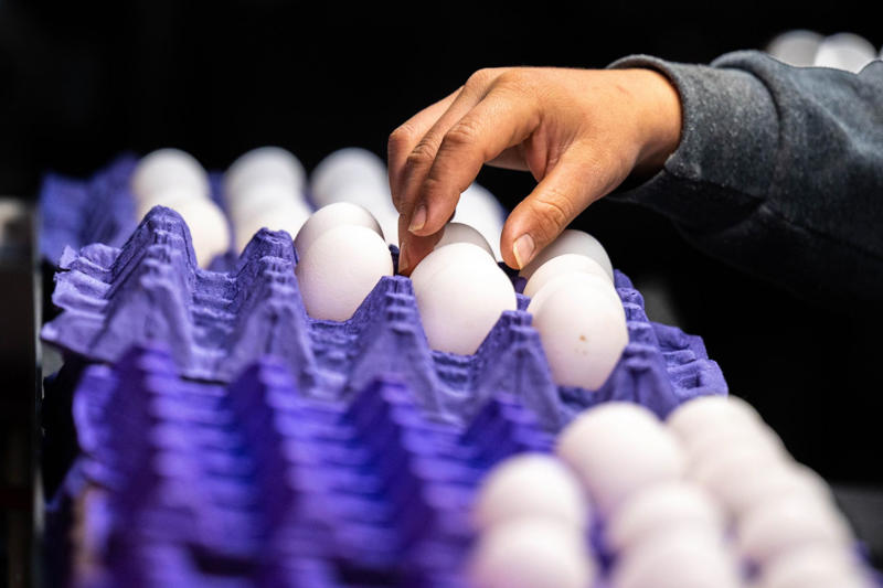 An eggs-periment, Launching eggs, Applying pressure, A surprising discovery, A stronger equator, Challenging assumptions, Packaging, Science experiments, Applications