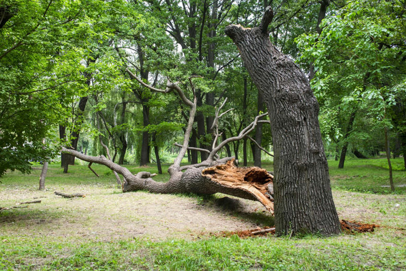 Seek shelter under a tree, Stay on the patio to watch, Remain close together in a group, Have a shower, Use a wired telephone, Stay in uncovered areas, Stand by a window, Operate electrical devices, Disconnect your devices, Go swimming, Lie on the floor, Forget where you keep your flashlight, Hesitate to help someone who was hit, Finish the game, Ignore when your hair stands up, Be taken by surprise, Forget to report fallen power lines
