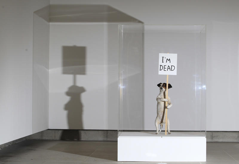 Canine protest Artistic photo, Giant rock, Canine protest, World of chairs, Animal head, Distortion, Big head, Miniatures, Levitation, Cut off feet, Surreal room