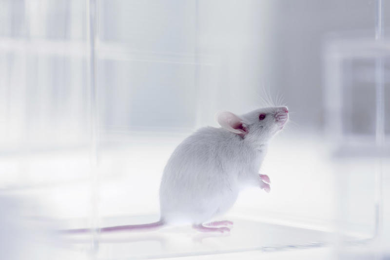 Will it remain a dream forever?, Weightlessness has health consequences, The aging process accelerates, NASA's radiation limit, The researchers' hypothesis, Mice on board the ISS, Holes in the femur, Some bone structures weren’t affected, Bone deterioration, Why radiation is an unlikely cause, Our human skeletons need gravity