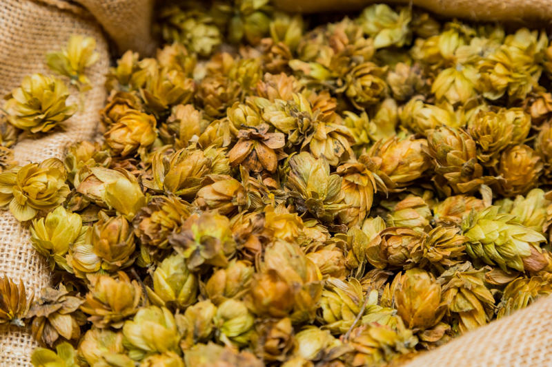 Hops in traditional medicine The ancient origins of beer, From nomads to brewers, "Gruit" and beer preservation in ancient societies, Hops in traditional medicine, Research, Low and non-alcoholic beer options, Xanthohumol's role in obesity and blood glucose control, Potential anti-cancer effects, Early human trials show promise, Digestive health, Anxiety and depression reduction, Alternative for sleep aids, Cardiovascular potential of xanthohumol, Special precautions for hops use