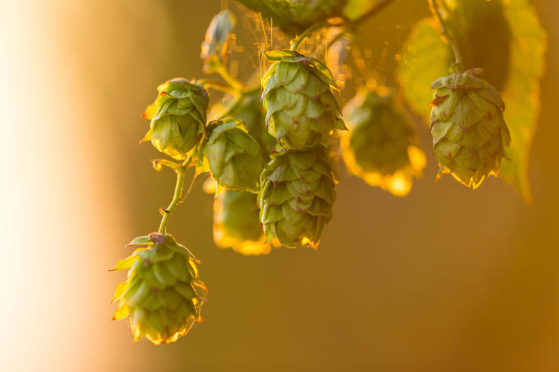 The introduction of hops to brewing The ancient origins of beer, From nomads to brewers, "Gruit" and beer preservation in ancient societies, Hops in traditional medicine, Research, Low and non-alcoholic beer options, Xanthohumol's role in obesity and blood glucose control, Potential anti-cancer effects, Early human trials show promise, Digestive health, Anxiety and depression reduction, Alternative for sleep aids, Cardiovascular potential of xanthohumol, Special precautions for hops use