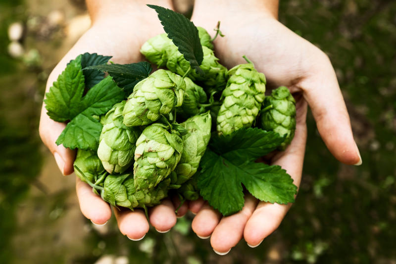 Early human trials show promise The ancient origins of beer, From nomads to brewers, "Gruit" and beer preservation in ancient societies, Hops in traditional medicine, Research, Low and non-alcoholic beer options, Xanthohumol's role in obesity and blood glucose control, Potential anti-cancer effects, Early human trials show promise, Digestive health, Anxiety and depression reduction, Alternative for sleep aids, Cardiovascular potential of xanthohumol, Special precautions for hops use