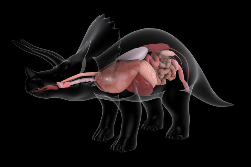 Oxygen A long time ago, Bird of a feather, Fossilized records, Stomachs and size, Sauropods, Predators, Social behavior, Metabolism, Plant evolution, Sauropod plateau