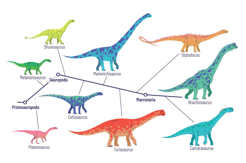 Sauropods A long time ago, Bird of a feather, Fossilized records, Stomachs and size, Sauropods, Predators, Social behavior, Metabolism, Plant evolution, Sauropod plateau