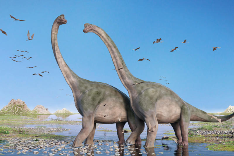 Mating A long time ago, Bird of a feather, Fossilized records, Stomachs and size, Sauropods, Predators, Social behavior, Metabolism, Plant evolution, Sauropod plateau