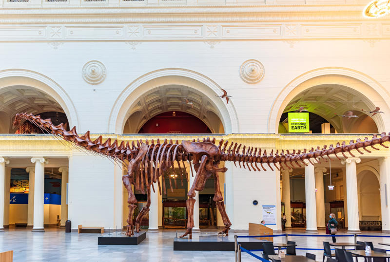 Stomachs and size A long time ago, Bird of a feather, Fossilized records, Stomachs and size, Sauropods, Predators, Social behavior, Metabolism, Plant evolution, Sauropod plateau