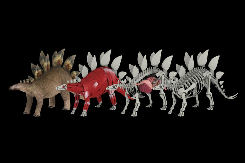 Metabolism A long time ago, Bird of a feather, Fossilized records, Stomachs and size, Sauropods, Predators, Social behavior, Metabolism, Plant evolution, Sauropod plateau