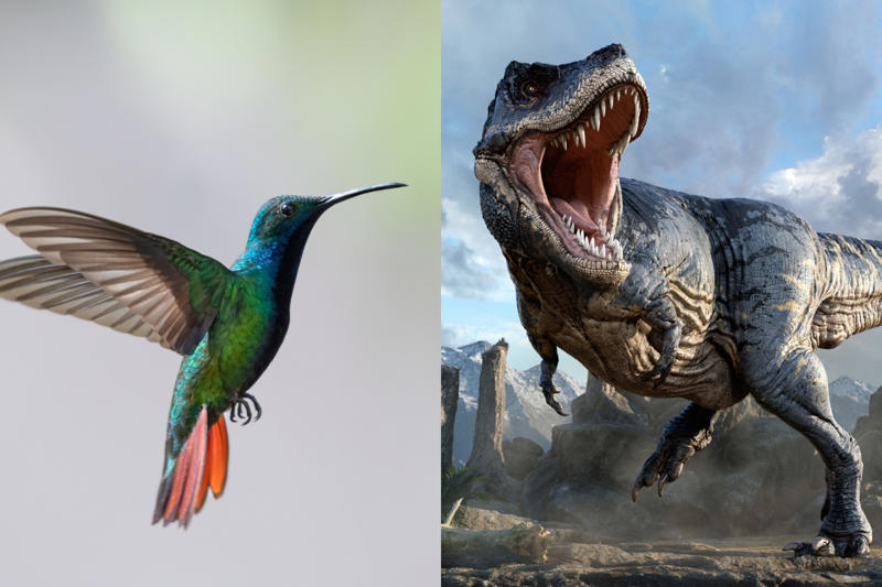 Bird of a feather A long time ago, Bird of a feather, Fossilized records, Stomachs and size, Sauropods, Predators, Social behavior, Metabolism, Plant evolution, Sauropod plateau