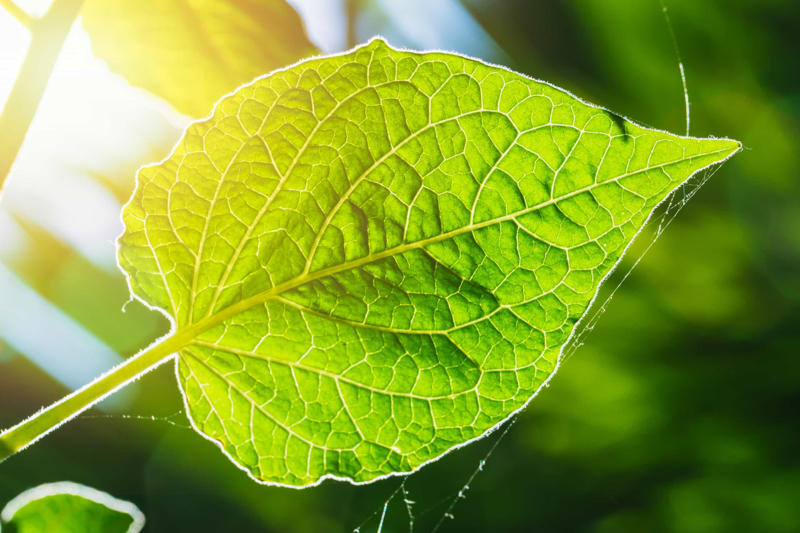 The beginning, The Oxygen Catastrophe, The first elements to be affected, When less CO2 becomes a problem, The end of forests, Water vapor, Could plants adapt?, Will humans be affected?, Finding a new home, Saving Earth, Moving Earth, Move to Mars