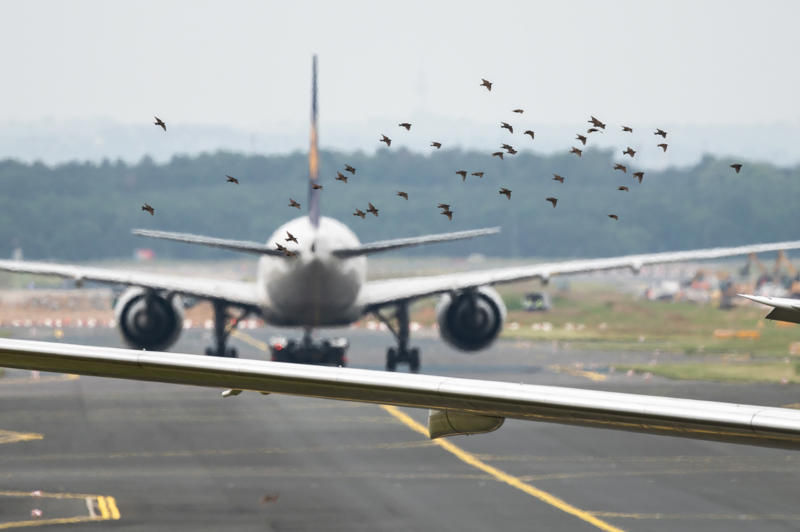 Bird strikes Accidents, Climate change, Turbulence, Northern Hemisphere, Weather extremes, Flooded runways, Melting point, Beverage bombs, Bird strikes, Cybersecurity threats, Global conflict zones, Runway incursions, Pilot substance abuse