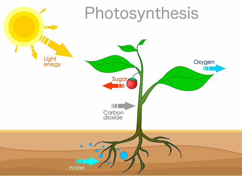 The beginning, The Oxygen Catastrophe, The first elements to be affected, When less CO2 becomes a problem, The end of forests, Water vapor, Could plants adapt?, Will humans be affected?, Finding a new home, Saving Earth, Moving Earth, Move to Mars