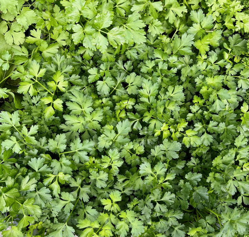 4) Carrots, 6) Asparagus, 8) Calendula, 10) Crimson Clover, 13) Chives, 14) Parsley