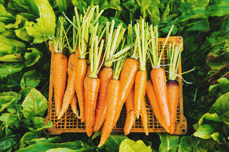 4) Carrots, 6) Asparagus, 8) Calendula, 10) Crimson Clover, 13) Chives, 14) Parsley