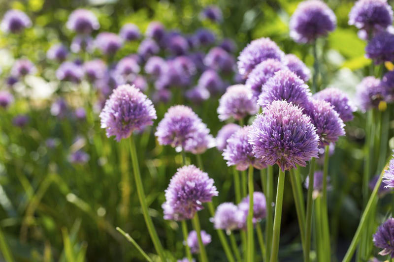 4) Carrots, 6) Asparagus, 8) Calendula, 10) Crimson Clover, 13) Chives, 14) Parsley