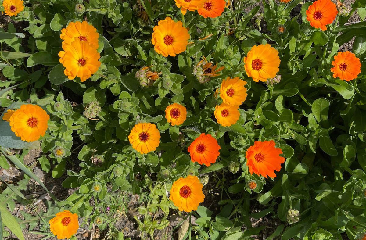 4) Carrots, 6) Asparagus, 8) Calendula, 10) Crimson Clover, 13) Chives, 14) Parsley