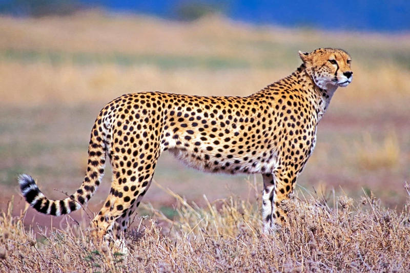Big cats Snow leopard, Black panther, Leopard cat, Asian golden cat, Rusty-spotted cat, Eurasian lynx, Pallas's cat, Iberian lynx, Canada lynx