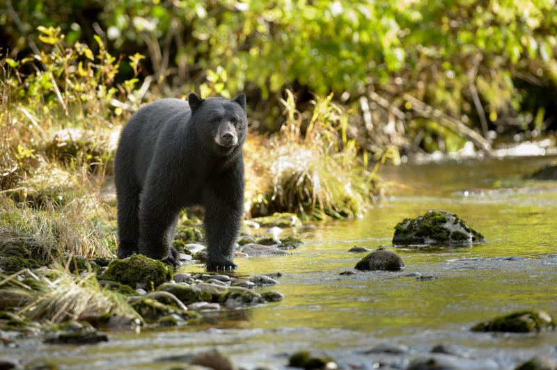 Black bears Black bears, Grizzly bears, Black widow spiders, Massasauga rattlesnakes, Wolverines, Polar bears, Prairie rattlesnake, Easy steps to avoid death by wild animals