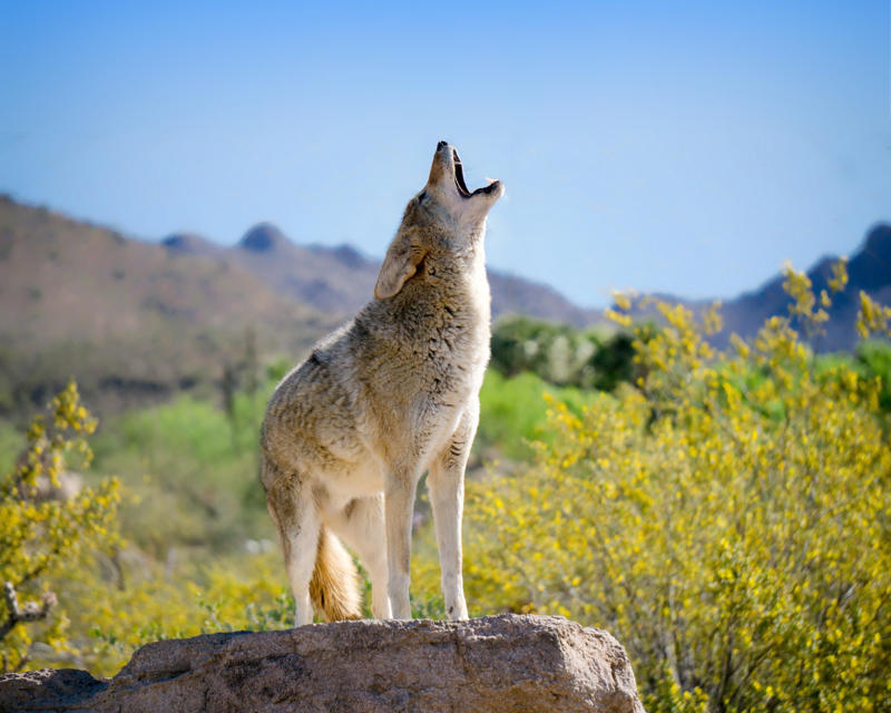 Coyotes Black bears, Grizzly bears, Black widow spiders, Massasauga rattlesnakes, Wolverines, Polar bears, Prairie rattlesnake, Easy steps to avoid death by wild animals