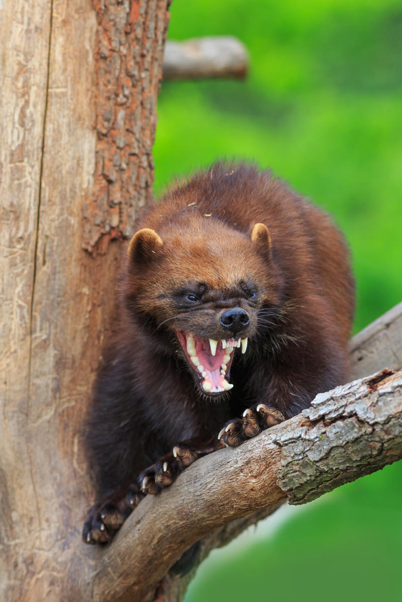 Wolverines Black bears, Grizzly bears, Black widow spiders, Massasauga rattlesnakes, Wolverines, Polar bears, Prairie rattlesnake, Easy steps to avoid death by wild animals