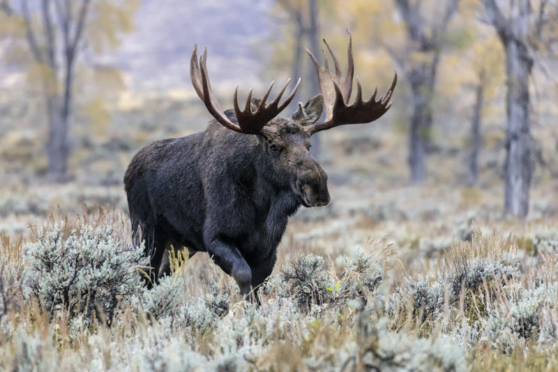 Moose Black bears, Grizzly bears, Black widow spiders, Massasauga rattlesnakes, Wolverines, Polar bears, Prairie rattlesnake, Easy steps to avoid death by wild animals